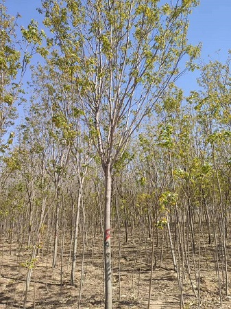 香花槐