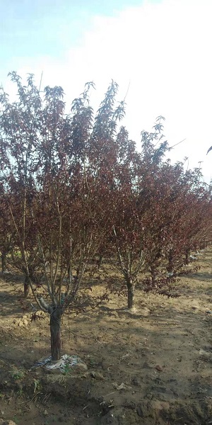 红叶碧桃的种植方法|河北保定安东苗圃