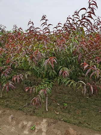 红叶碧桃种植技巧|河北保定安东苗圃基地