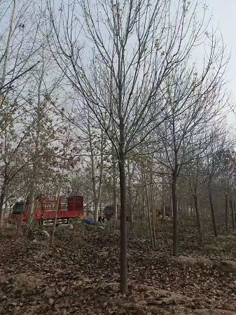 白蜡树的秋之美|河北保定安东苗圃基地