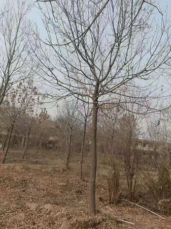 白蜡的叶子黄了