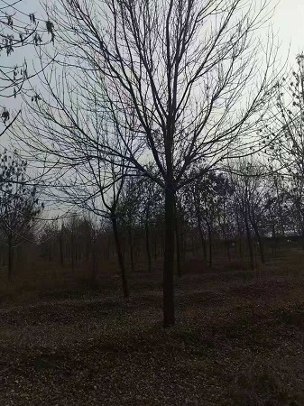 白蜡的大科普