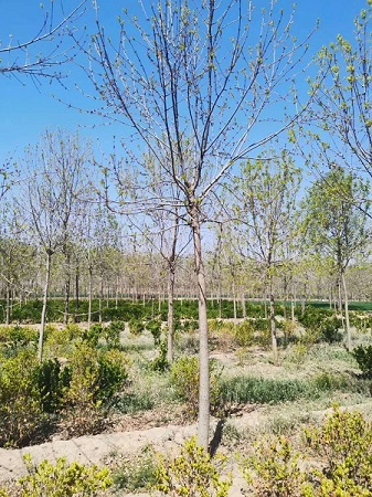 对接白蜡怎么过冬|河北保定安东苗圃基地