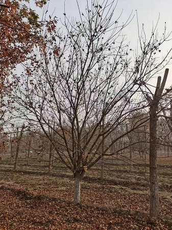 元宝枫价格和种植方法|河北保定安东苗圃基地
