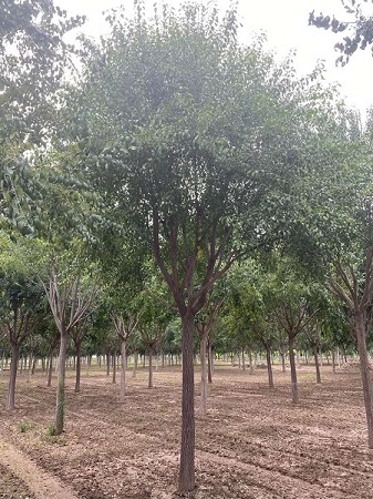 丝绵木的图片欣赏|河北保定安东苗圃基地