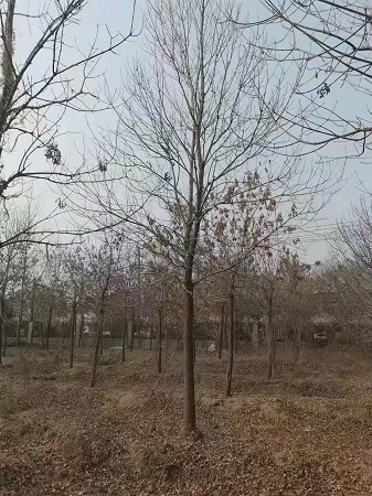 白蜡树的前景|河北保定安东苗圃基地