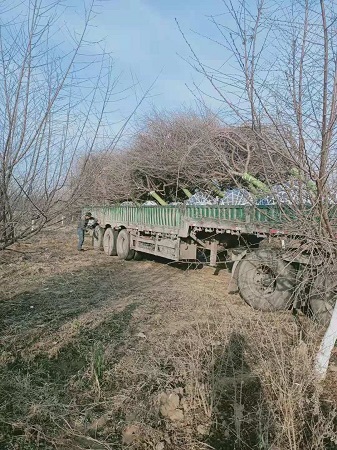 山桃种植方法