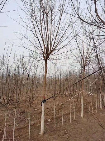 五角枫突然枯死怎么回事