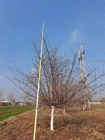 山桃形态特征