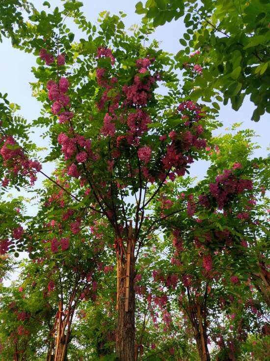 香花槐苗木栽植前的修剪