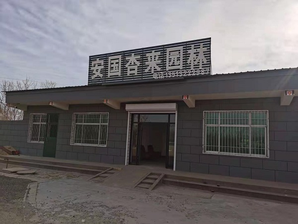 立秋了，河北保定安东苗圃基地开始接单