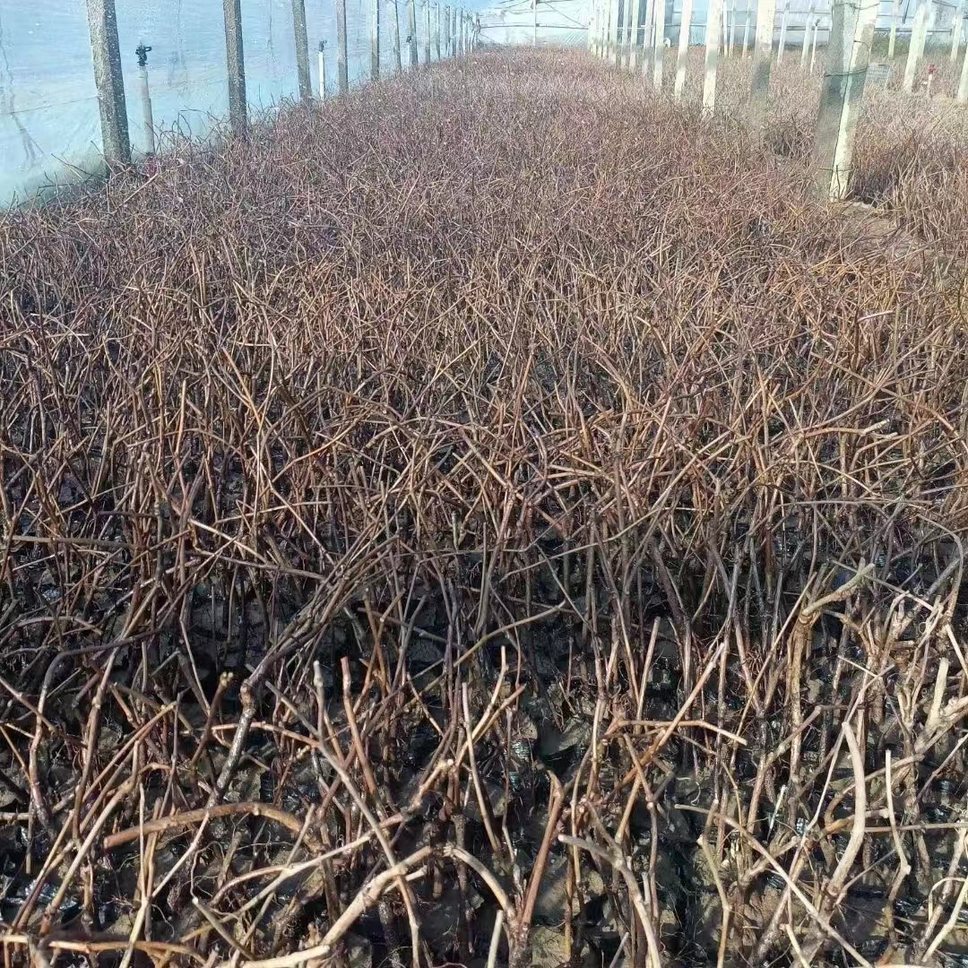 爬山虎几月份移栽