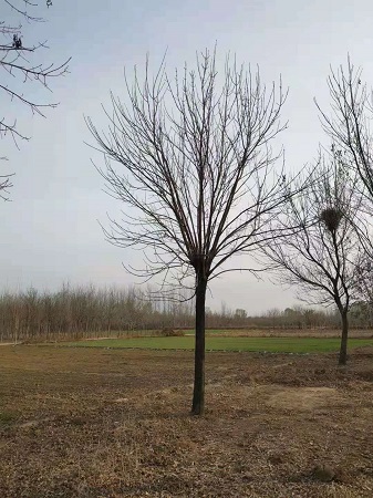 河北苗圃基地之绒毛白蜡