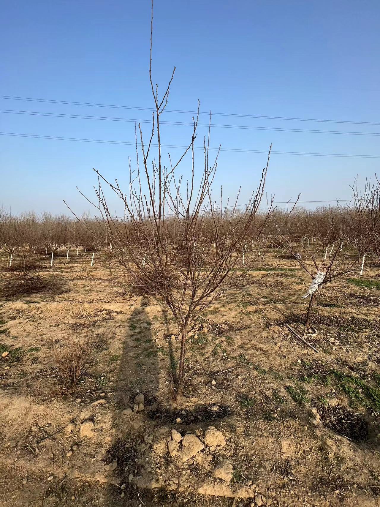 榆叶梅基地在哪里