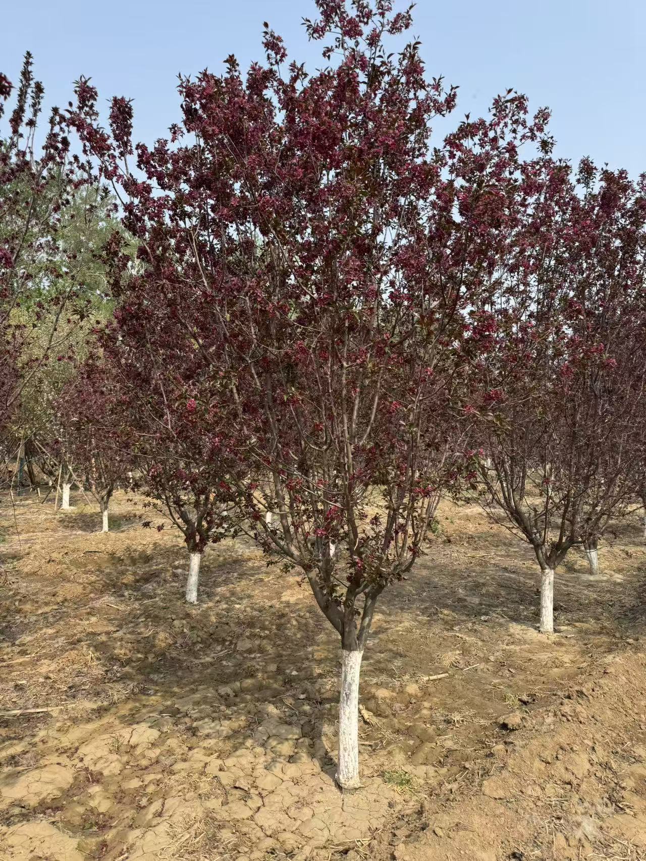 河北苗木销售2026年春季小结