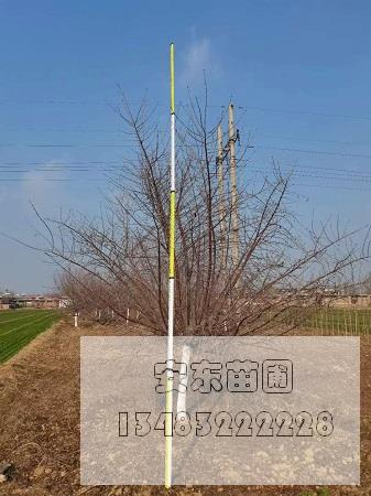 山桃价格.jpg 山桃价格.jpg