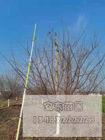 山桃价格表.jpg 山桃价格表.jpg