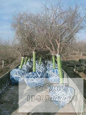 山桃苗.jpg 山桃苗.jpg