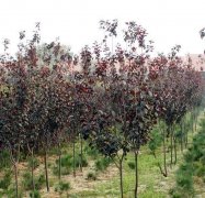 1-1311112121593M-lp.jpg 1-1311112121593M-lp.jpg