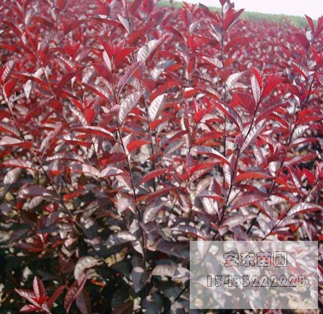 1-13111121221Ra.jpg 1-13111121221Ra.jpg