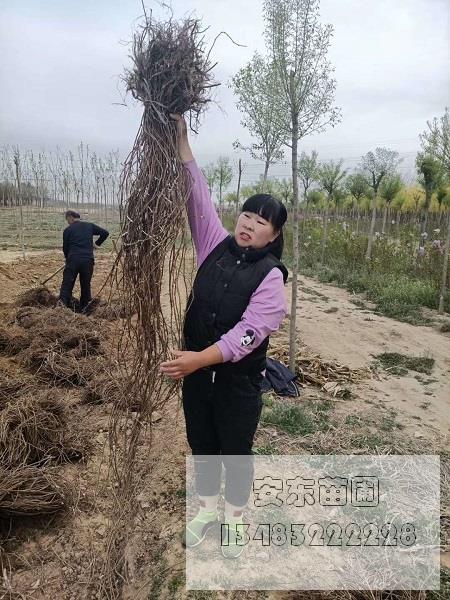 五叶地锦树苗批发.jpg