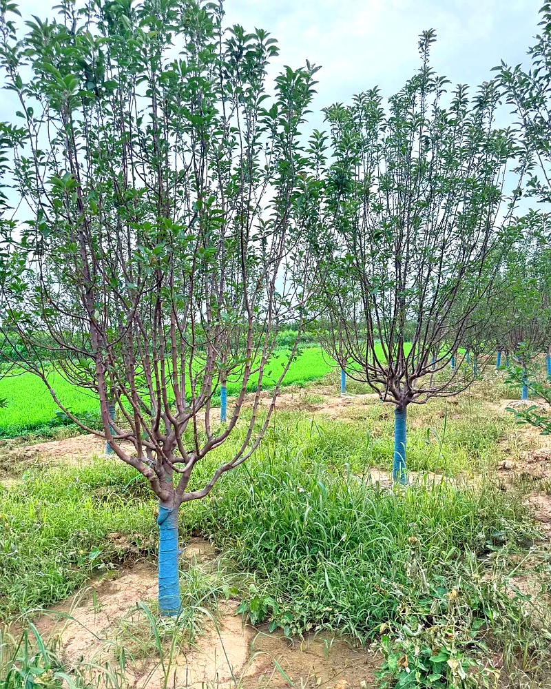 河北保定安国市安东苗圃场供应假植 8 公分绚丽海棠,规格齐全,产地直销价格优惠,根系发达成活率高,可满足市政、地产等批量采购需求。