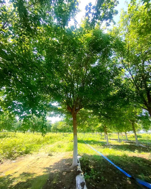河北保定安国市安东苗圃场供应 20 公分五角枫工程苗，产地直销价格透明，规格齐全成活率高，可满足各类绿化工程采购需求，欢迎咨询报价。