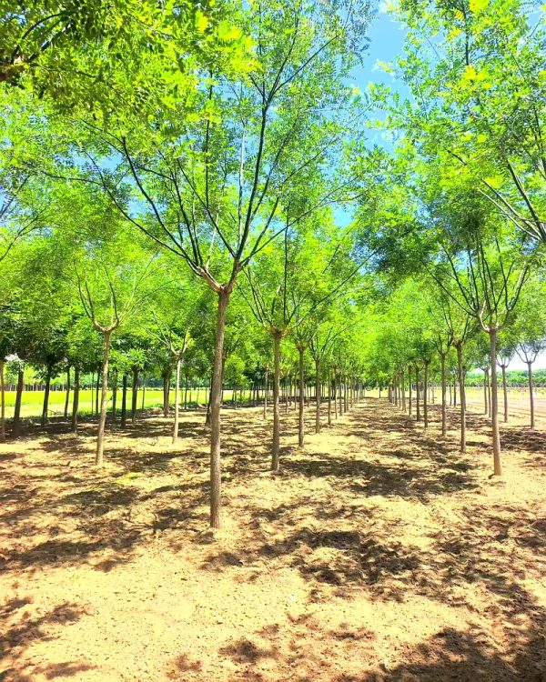 河北保定安国市安东苗圃场主营国槐树等绿化苗木，规格齐全，产地直销价格优惠，可满足工程采购、绿化补植等多种需求，欢迎咨询国槐树采购价格。