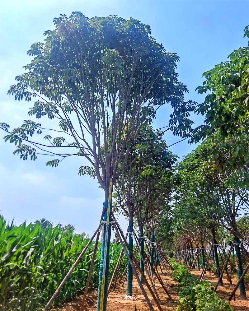 河北保定安国市安东苗圃场专业种植批发七叶树,规格齐全,产地直销价格优惠,成活率高,可满足各类绿化工程采购需求,欢迎咨询订购。