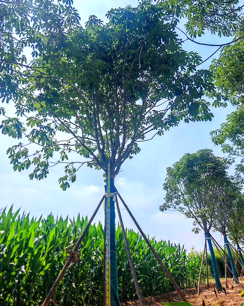 假植七叶树 - 图片 5