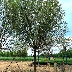 价值白蜡是优质绿化工程用苗，树形端正冠幅饱满，适应性强成活率高，适合道路绿化、城市绿化、公园景观打造以及庭院绿化种植，本基地直销规格齐全的价值白蜡苗木，可批发供应各类绿化工程生态项目用苗，基地直发性价比高，是国内绿化项目常用的行道树种