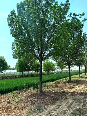 白蜡树苗批发河北保定安国市安东苗圃场
