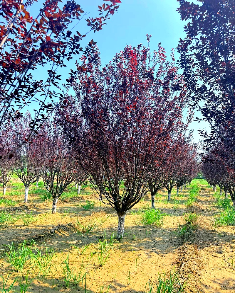 河北保定安国市安东苗圃场供应多规格假植紫叶李树,5 公分、8 公分、10 公分规格齐全,产地直销价格优惠,成活率高,可满足各类绿化工程采购需求。
