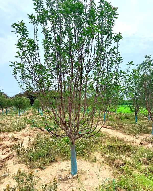 河北保定安国安东苗圃假植苗批发，200亩绿化苗木种植基地直供。专业供应各类乔木假植苗、灌木假植苗，规格齐全，价格实惠。假植苗成活率高，适合园林绿化工程、市政道路、地产景观等项目采购。基地直供无中间商，现货充足，当天起苗。咨询热线：13483222228