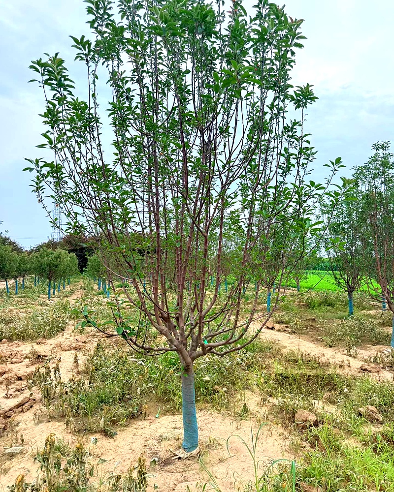 河北保定安国市安东苗圃场供应假植 8 公分绚丽海棠，规格齐全，产地直销价格优惠，根系发达成活率高，可满足市政、地产等批量采购需求。