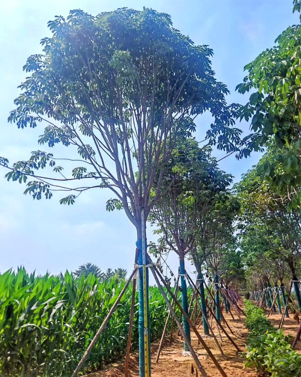 河北保定安国市安东苗圃场专业种植批发七叶树，规格齐全，产地直销价格优惠，成活率高，可满足各类绿化工程采购需求，欢迎咨询订购。