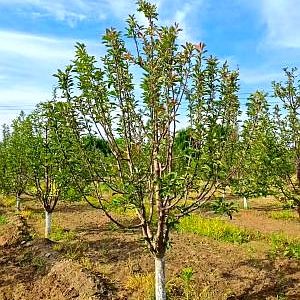 价植绚丽海棠，基地直销优质绚丽海棠工程苗，是热门的庭院绿化树种，可供应道路绿化、城市公园景观、小区绿化工程等多种场景使用，树形饱满长势好，支持苗木批发，适配各类绿化工程用苗需求，基地直发成活率高，是观花观果的优良绿化苗木