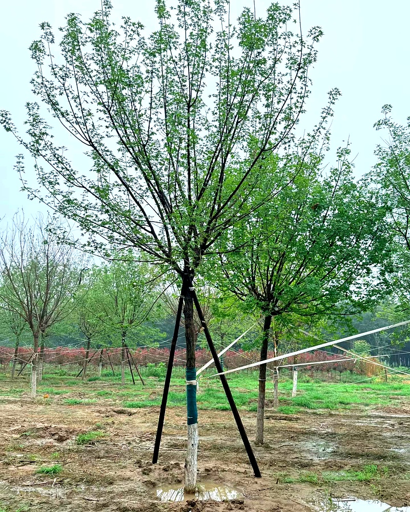 假植五角枫 - 图片 2