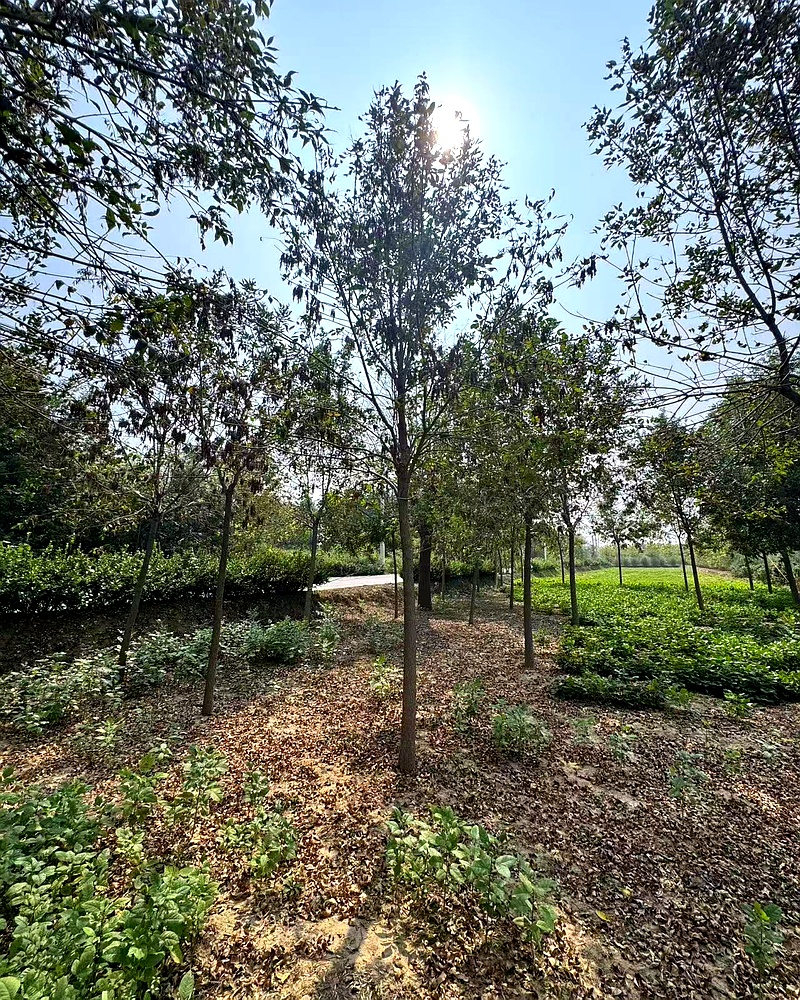 10公分老白蜡 - 图片 4
