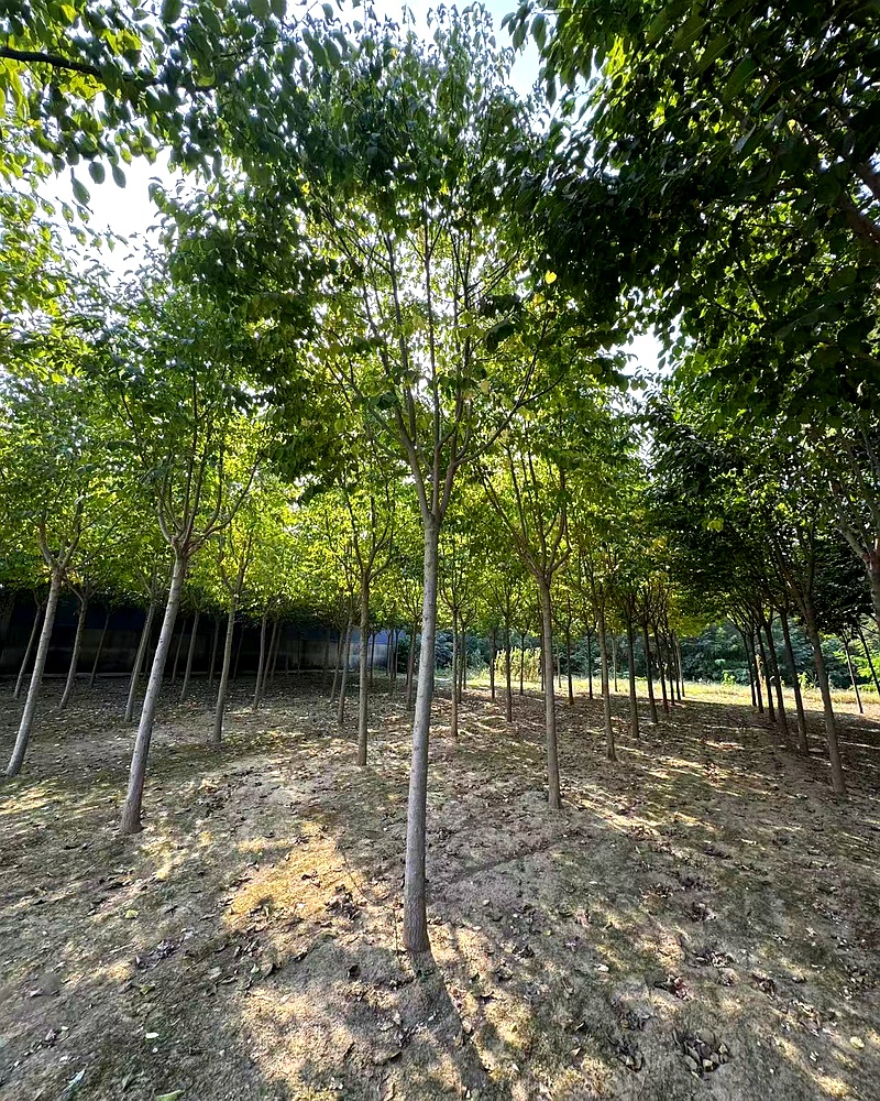10公分杜仲大田工程苗 园林绿化药用经济林两用树 河北安国安东苗圃场